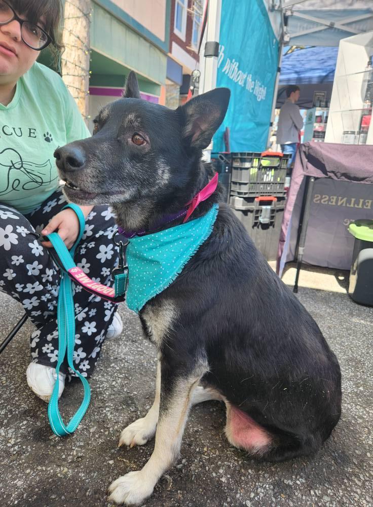 Enlarge Mochi Renee, a Adoptable mixed breed in Buford, GA image 4/6