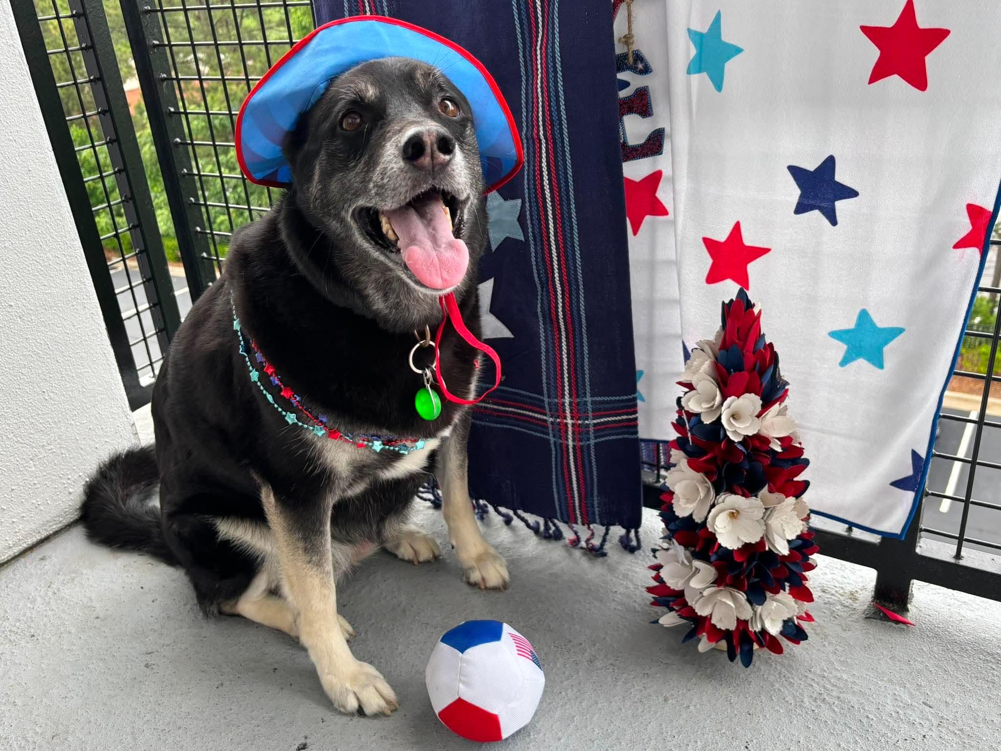 Mochi Renee - A Great Girl, Easy to Love!, a Adoptable mixed breed in Buford, GA image 1/6