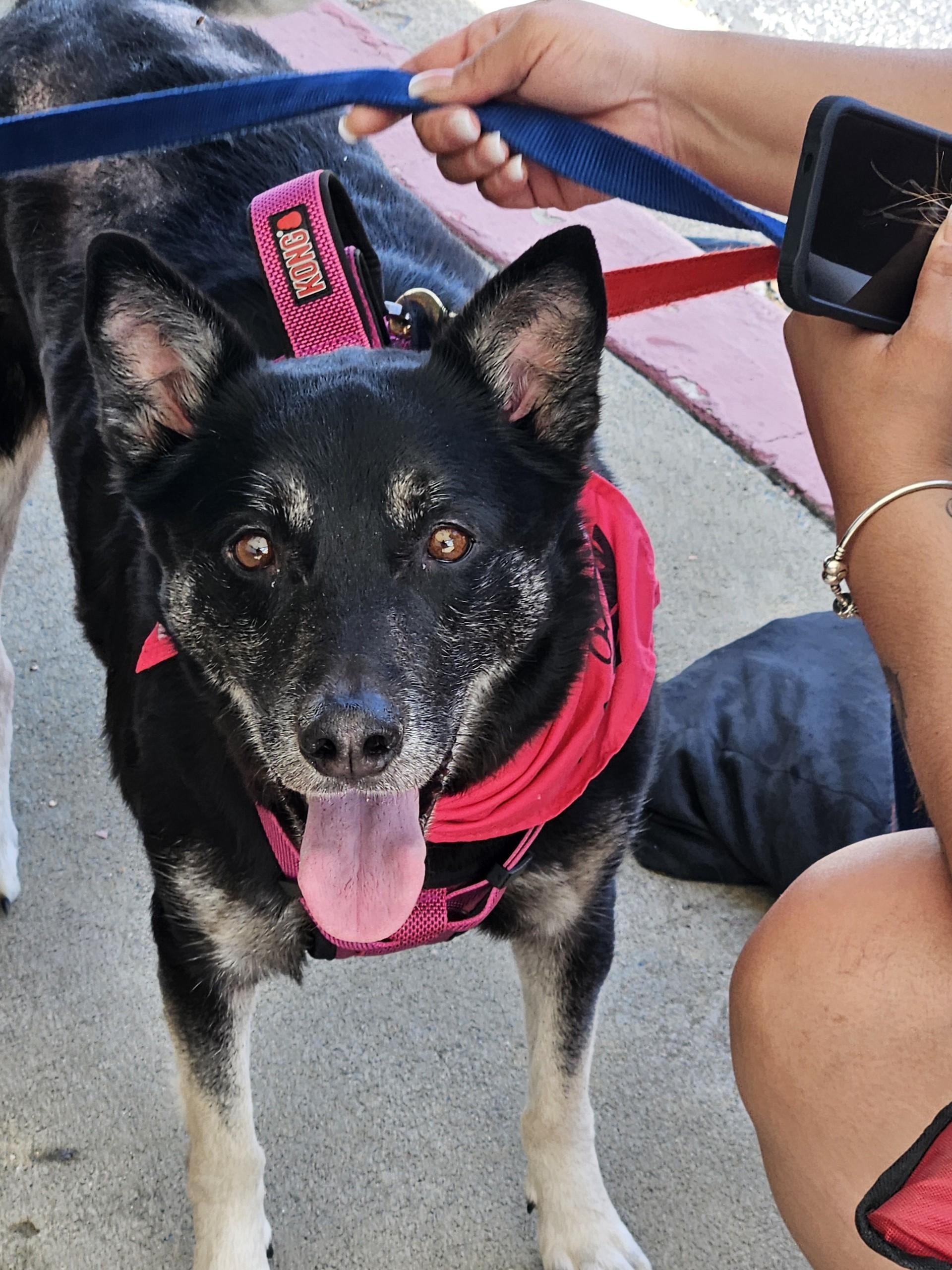 Mochi Renee, Adoptable, Adult Female German Shepherd Dog & Siberian Husky.