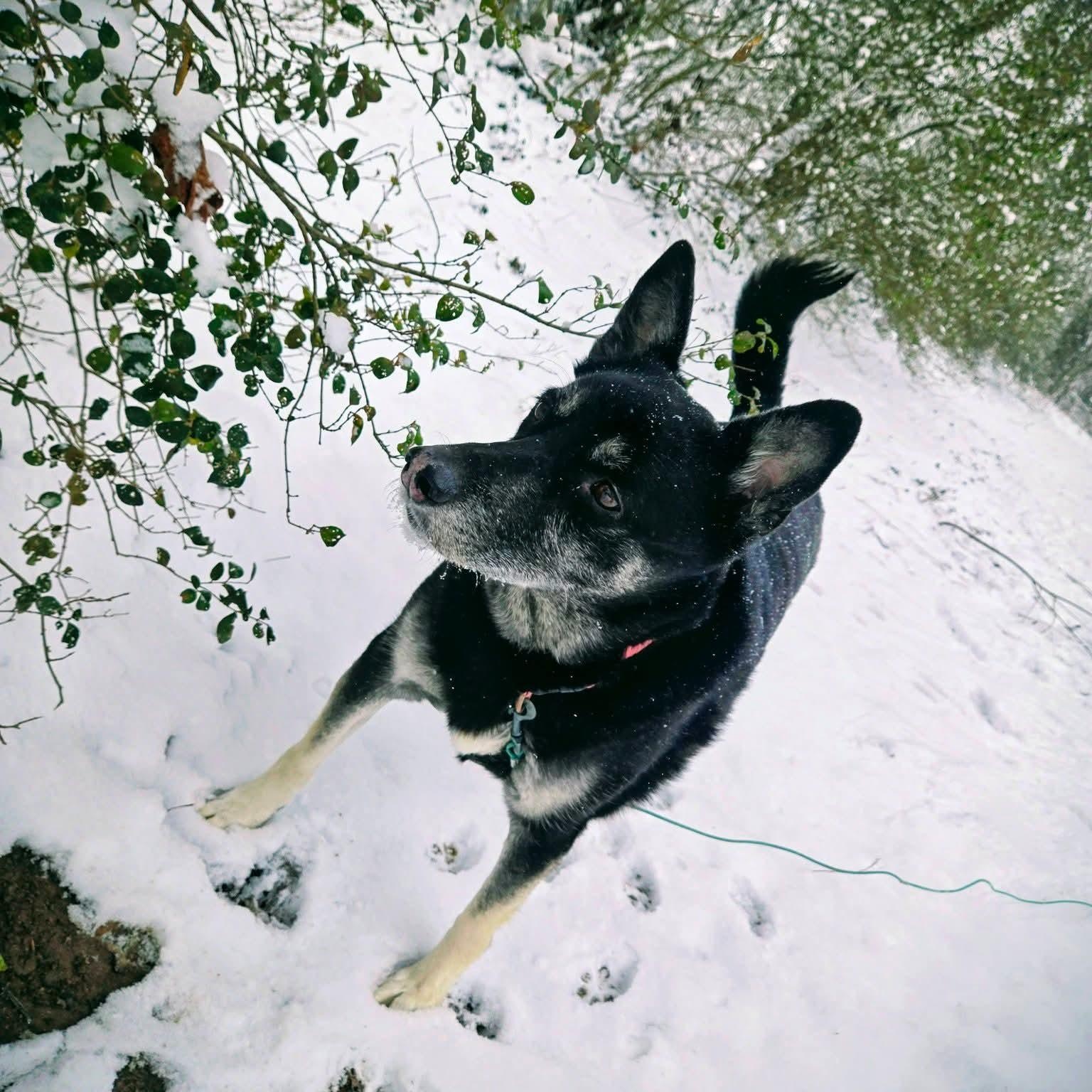 Enlarge Mochi Renee - A Great Girl, Easy to Love!, a Adoptable mixed breed in Buford, GA image 2/6