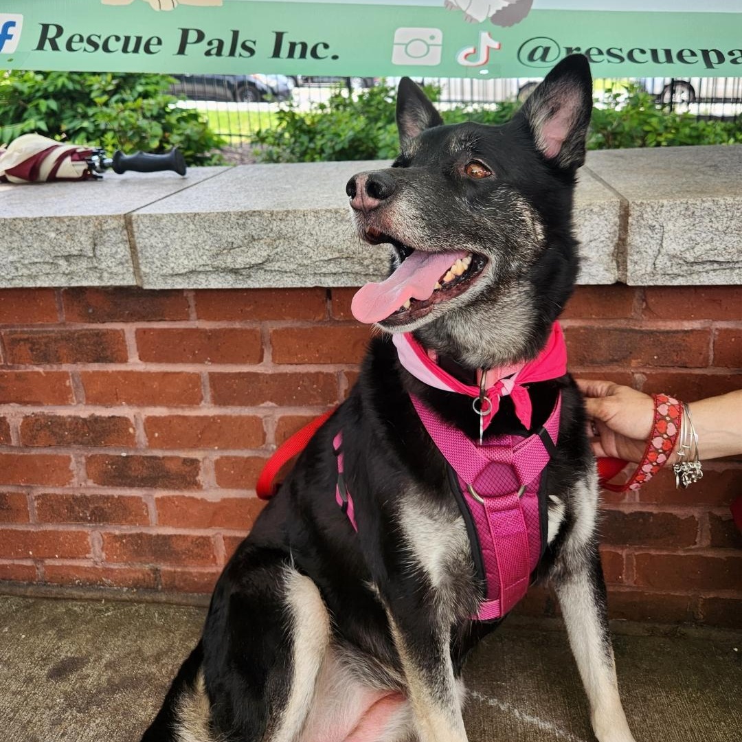 Enlarge Mochi Renee - A Great Girl, Easy to Love!, a Adoptable mixed breed in Buford, GA image 1/6