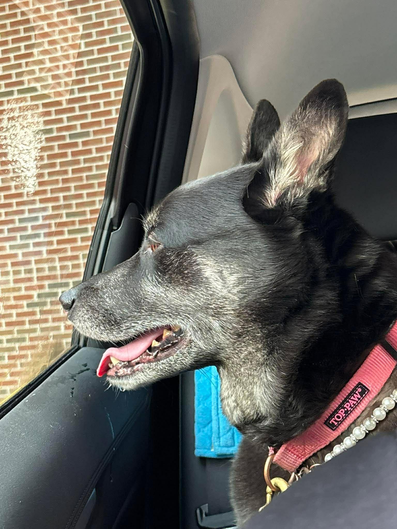 Enlarge Mochi Renee - A Great Girl, Easy to Love!, a Adoptable mixed breed in Buford, GA image 5/6