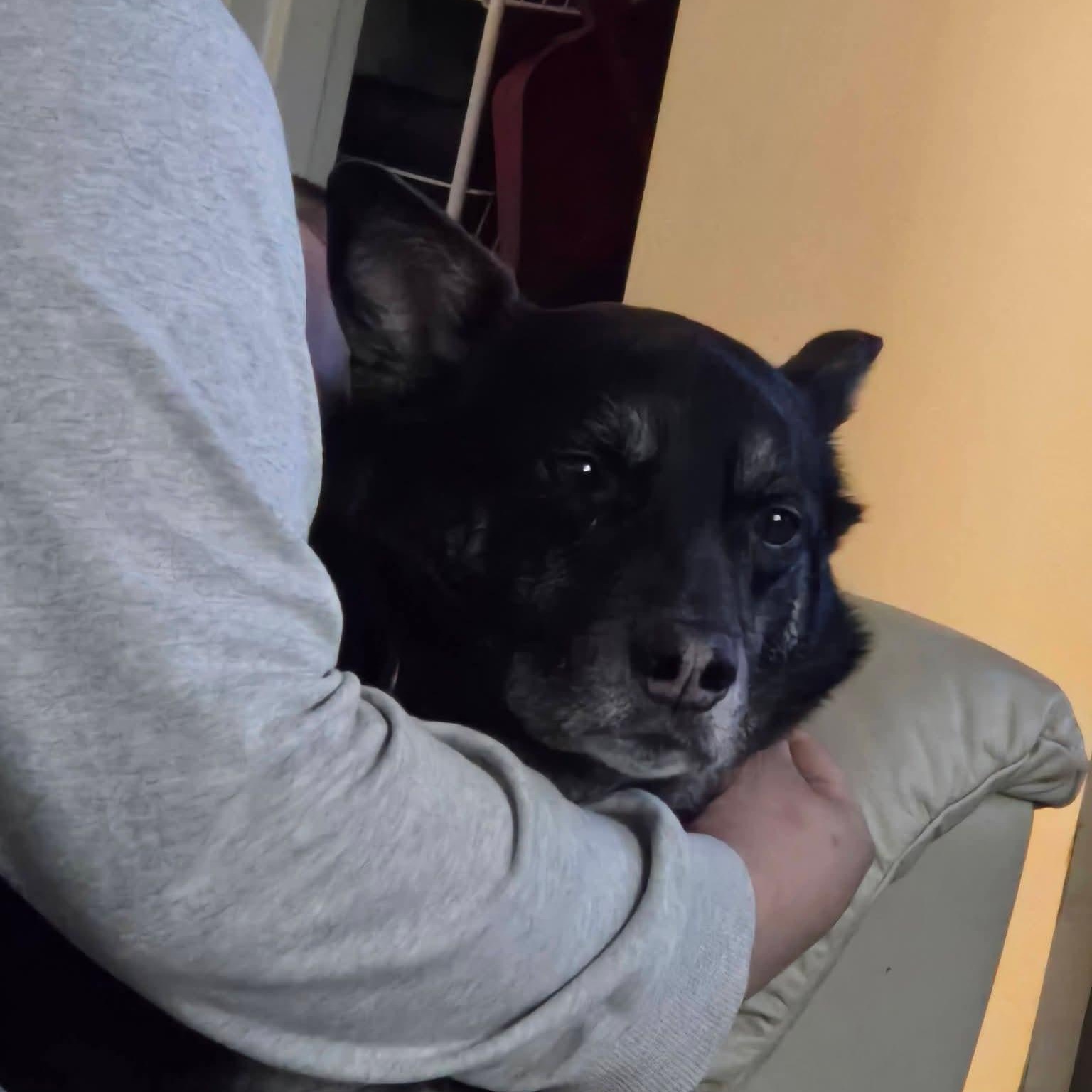 Enlarge Mochi Renee - A Great Girl, Easy to Love!, a Adoptable mixed breed in Buford, GA image 3/6