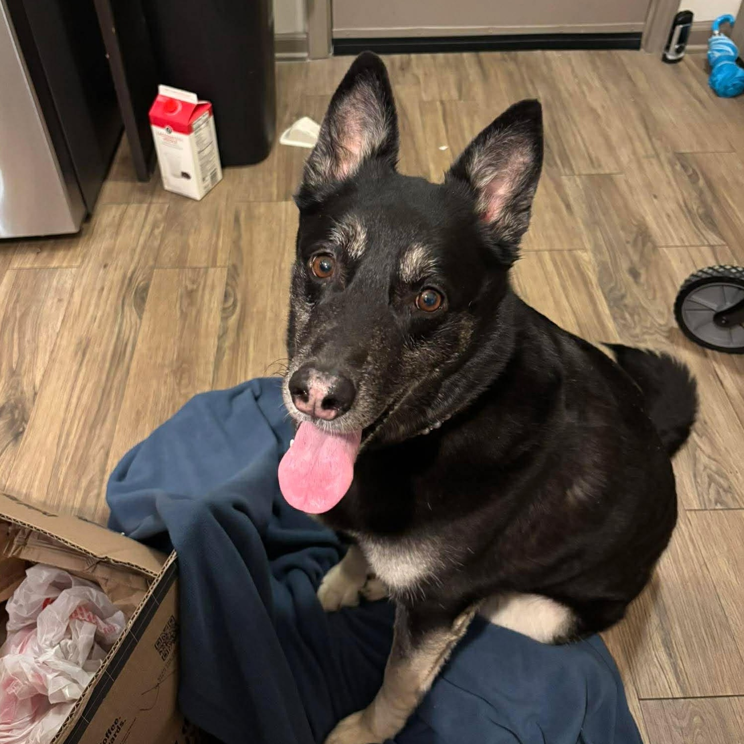 Mochi Renee - A Great Girl, Easy to Love!, Adoptable, Adult Female German Shepherd Dog & Siberian Husky.