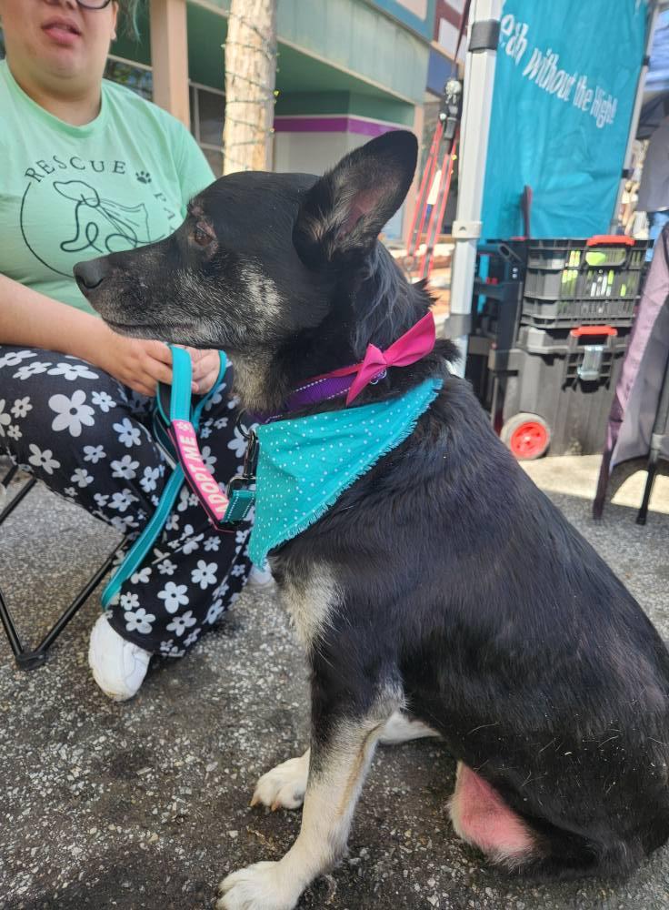 Enlarge Mochi Renee, a Adoptable mixed breed in Buford, GA image 3/6