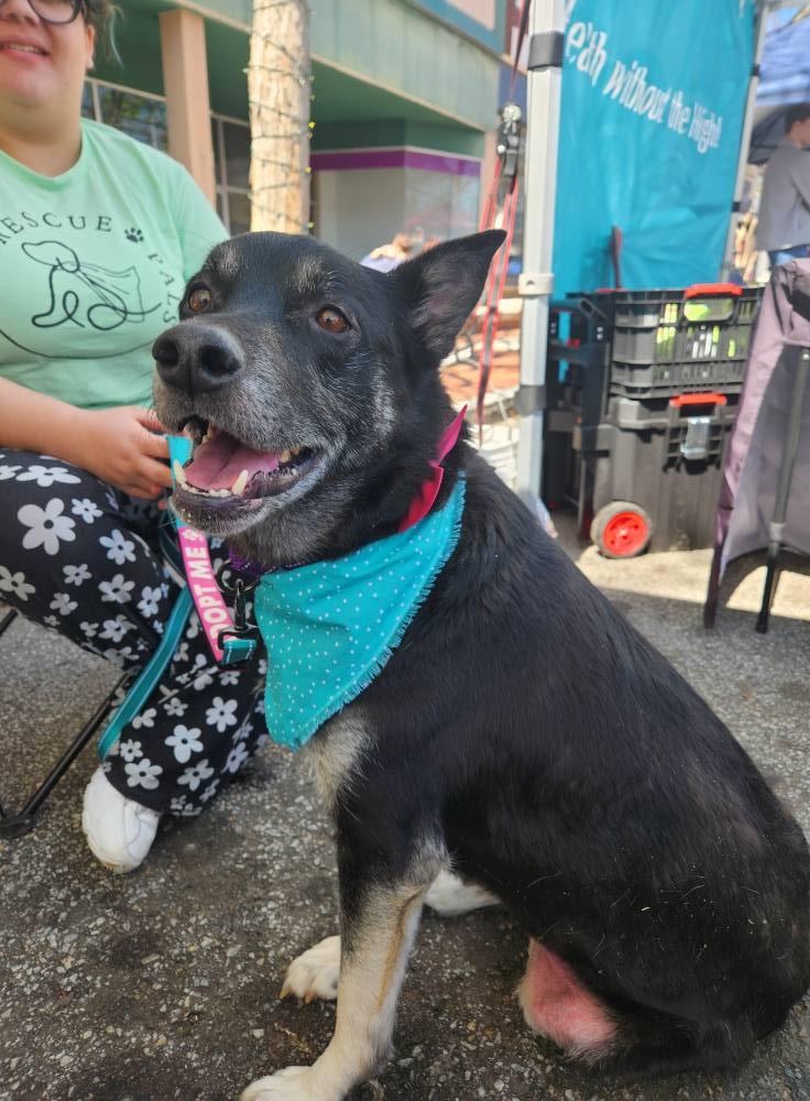 Enlarge Mochi Renee, a Adoptable mixed breed in Buford, GA image 2/6