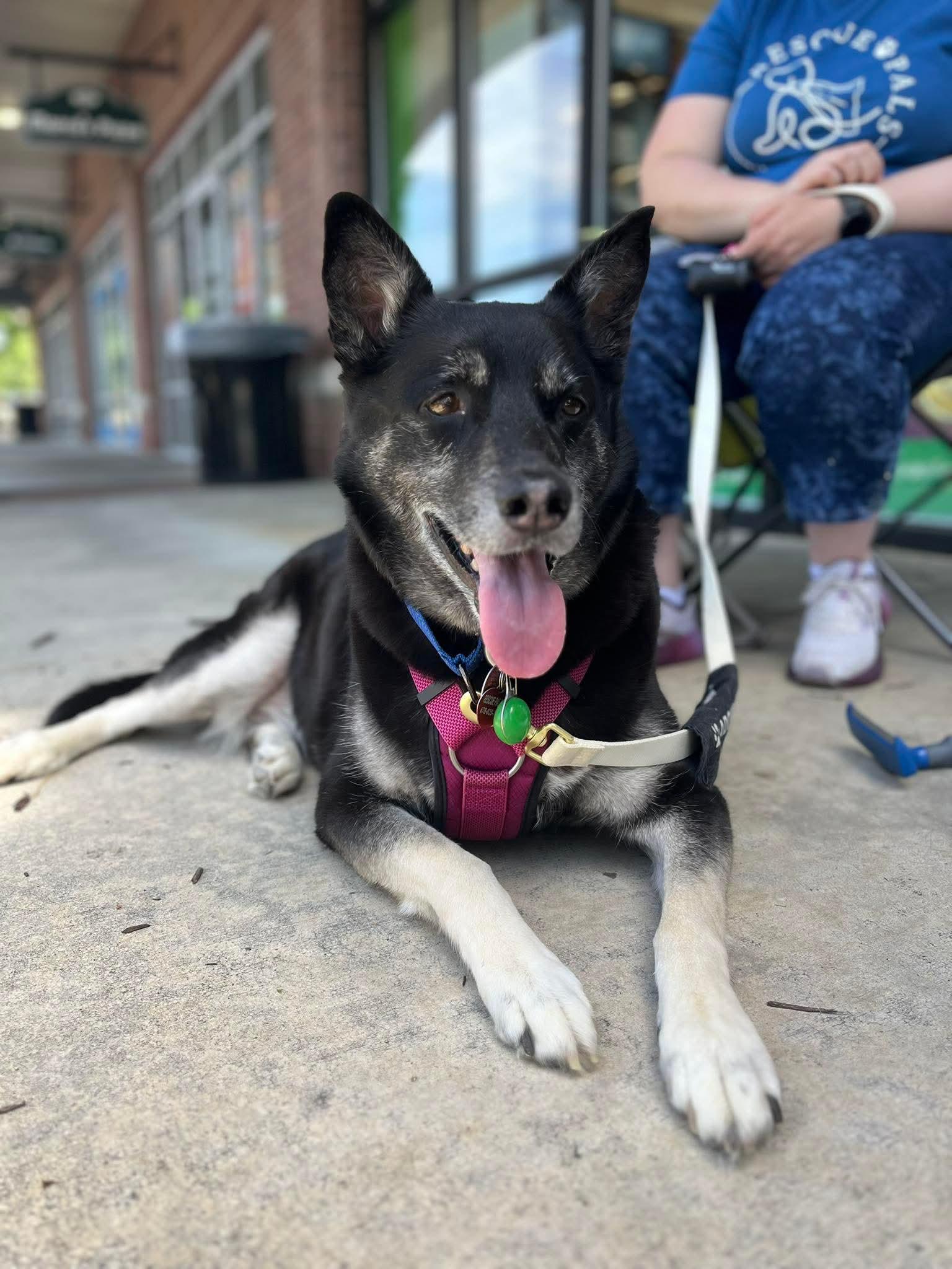 Mochi Renee - A Great Girl, Easy to Love!, a Adoptable mixed breed in Buford, GA image 2/6