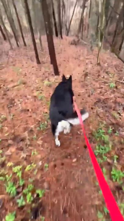 Enlarge Mochi Renee - A Great Girl, Easy to Love!, a Adoptable mixed breed in Buford, GA video 6/6