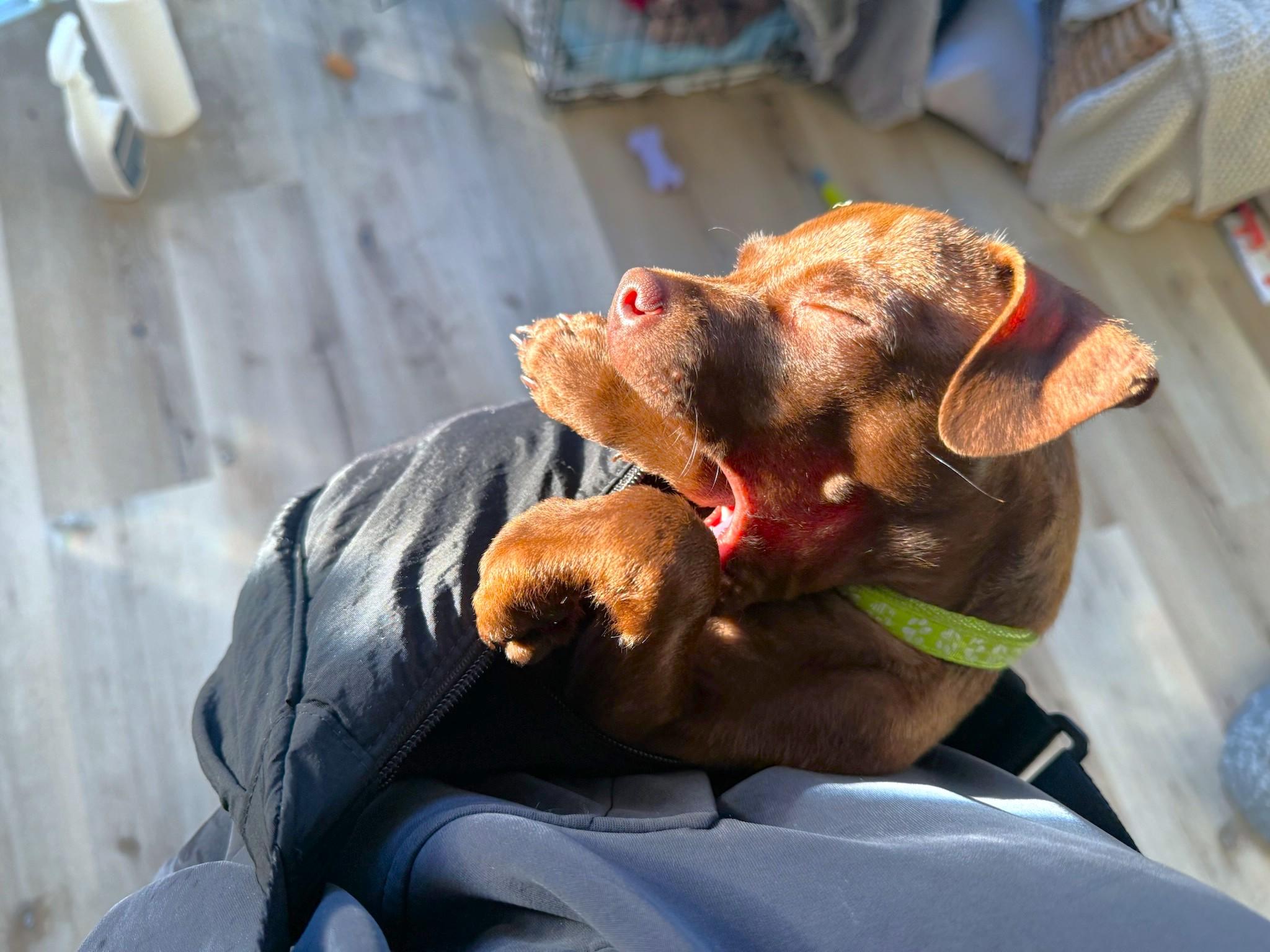Enlarge Caramel, a Adoptable mixed breed in West Hollywood, CA image 5/6