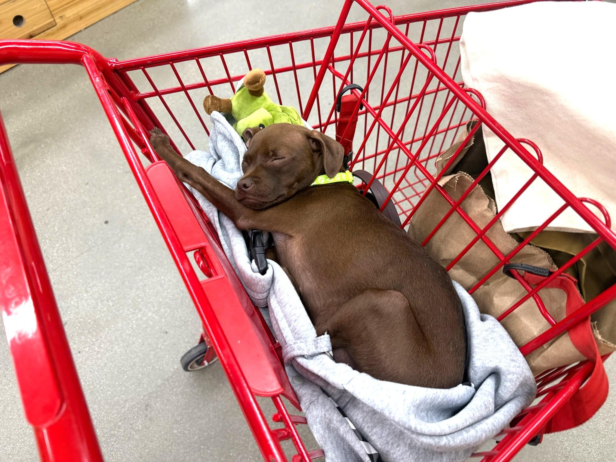 Enlarge Caramel, a Adoptable mixed breed in West Hollywood, CA image 4/6