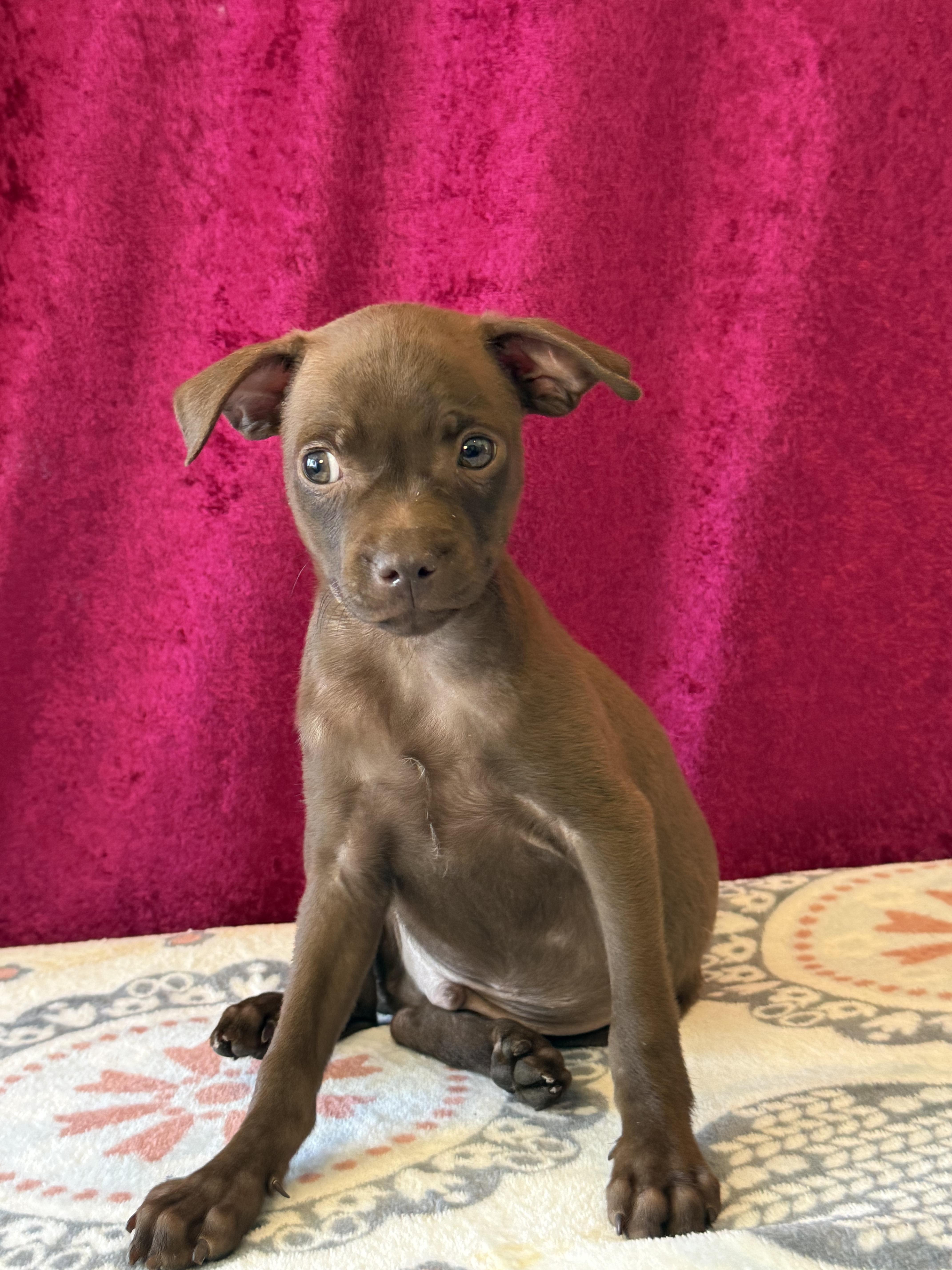 Enlarge Caramel, a Adoptable mixed breed in West Hollywood, CA image 6/6