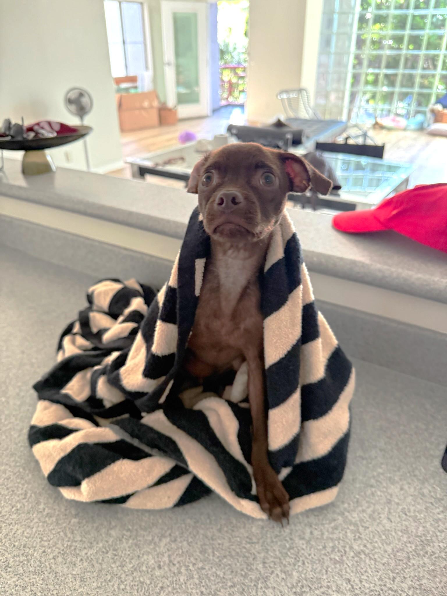 Enlarge Caramel, a Adoptable mixed breed in West Hollywood, CA image 2/6