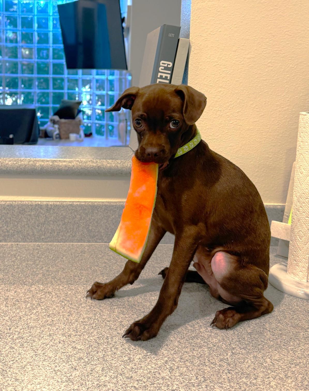 Caramel, Adoptable, Puppy Male Chihuahua.