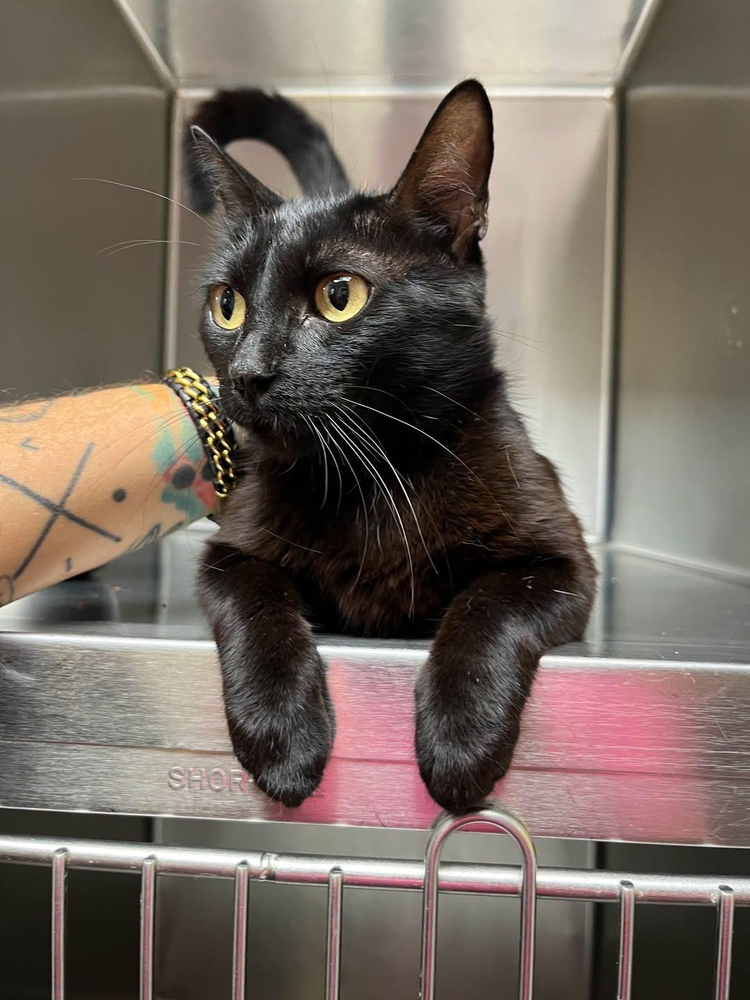 Dolly, Adoptable, Young Female Domestic Short Hair.