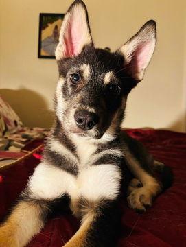 Enlarge Rocky D5274, a Adoptable mixed breed in Fremont, CA image 2/2