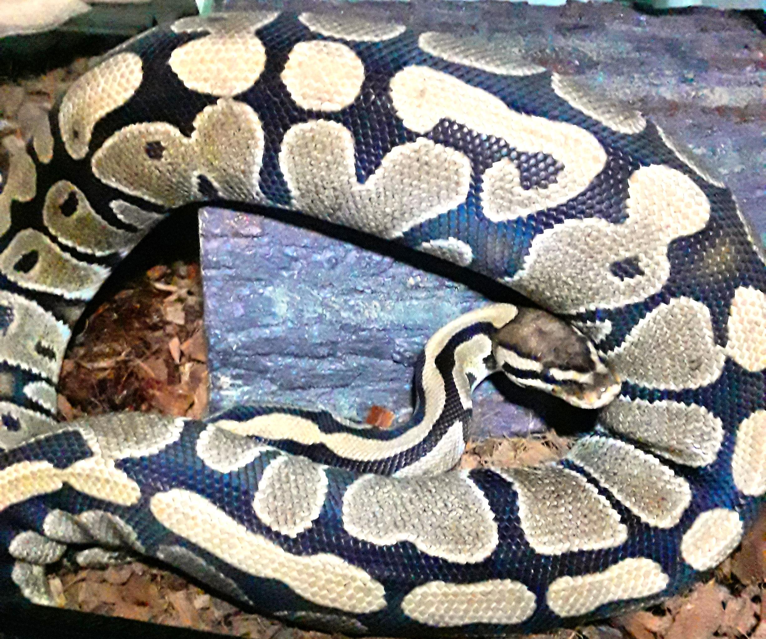 Helen, Adopted, Adult Female Ball Python.