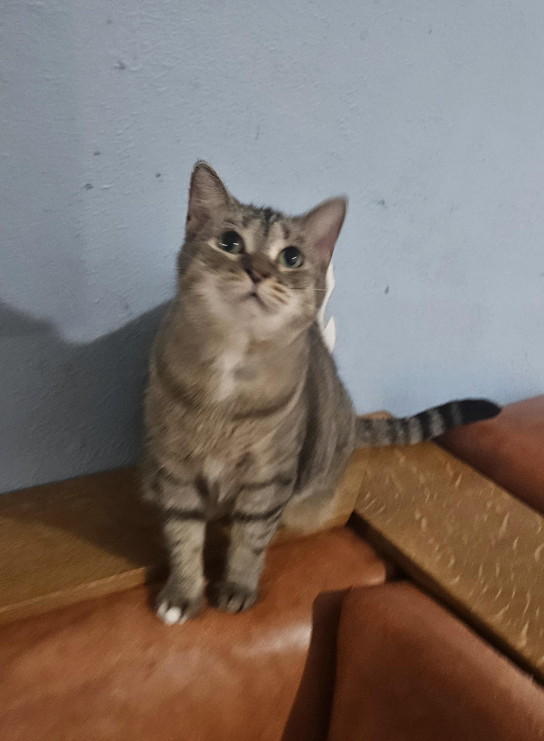 Mow Mow, Adoptable, Adult Female Domestic Short Hair.