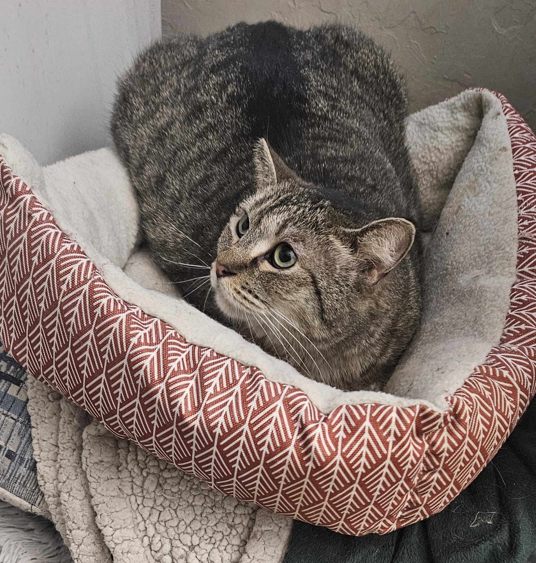 Mow Mow, Adoptable, Adult Female Domestic Short Hair.