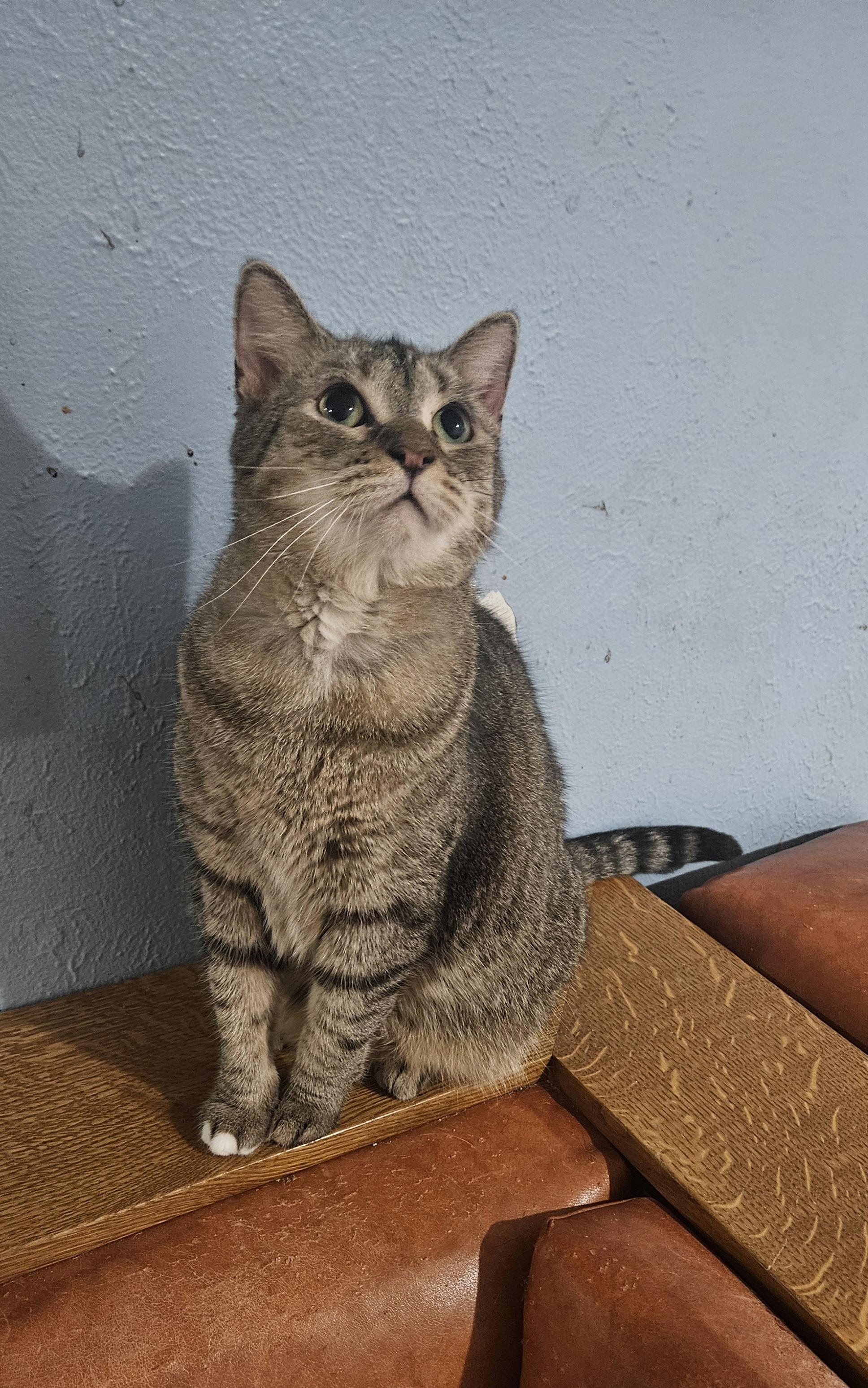 Enlarge Mow Mow, a Adoptable mixed breed in Youngtown, AZ image 3/3