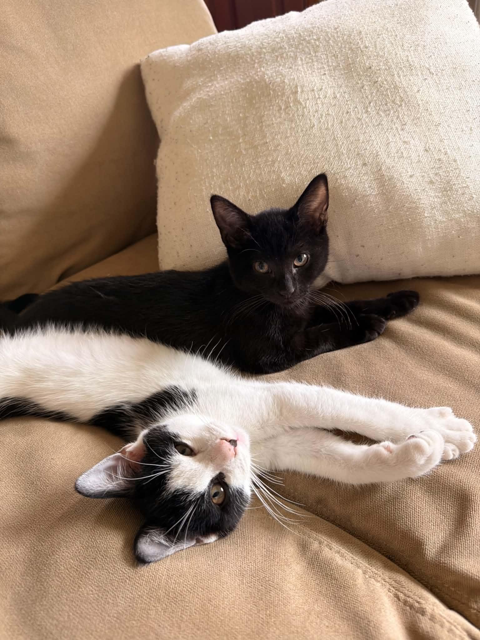 Enlarge Ace and Luffy, a Adoptable Domestic Short Hair in Belchertown, MA image 1/3
