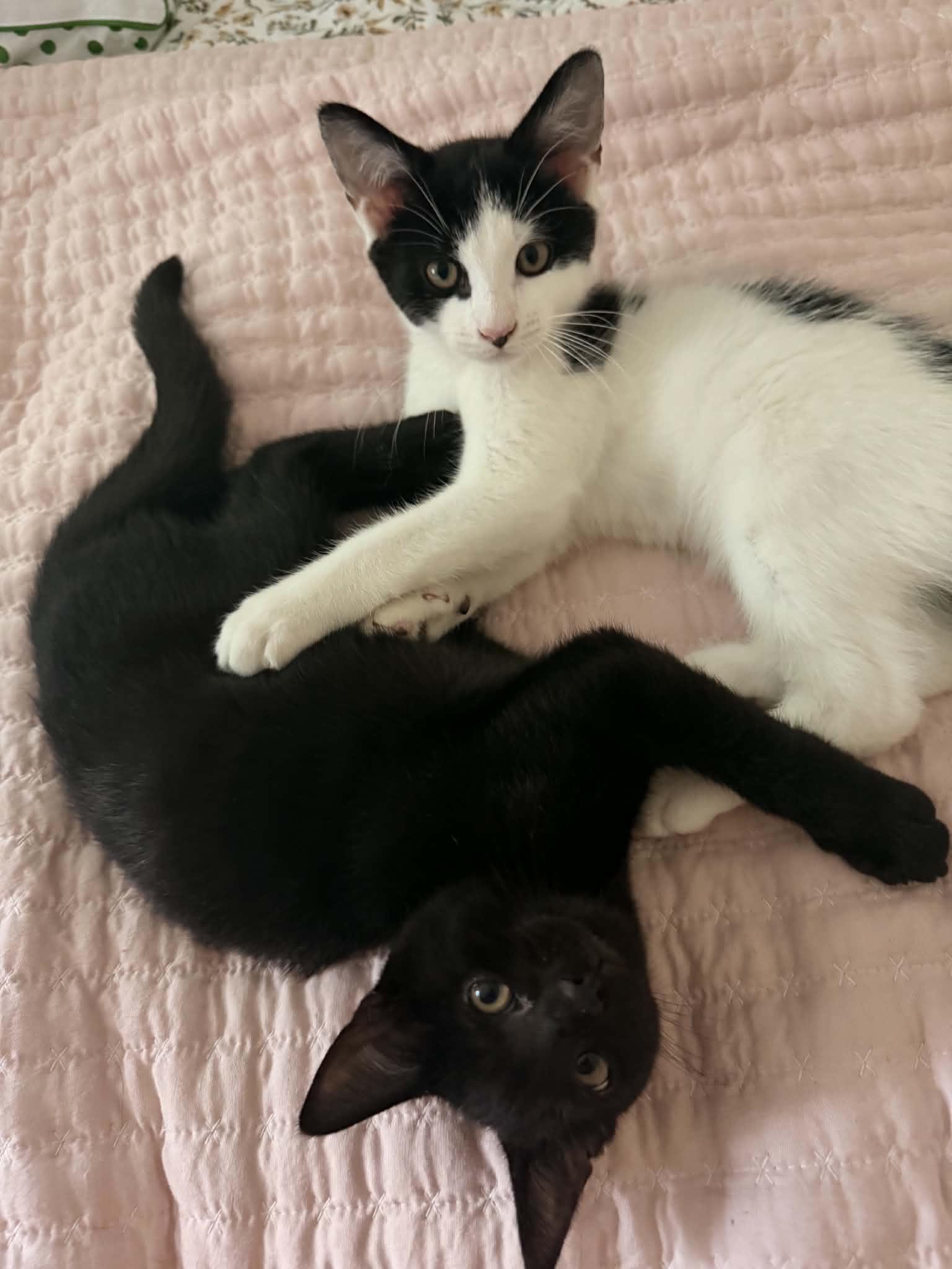 Enlarge Ace and Luffy, a Adoptable Domestic Short Hair in Belchertown, MA image 3/3