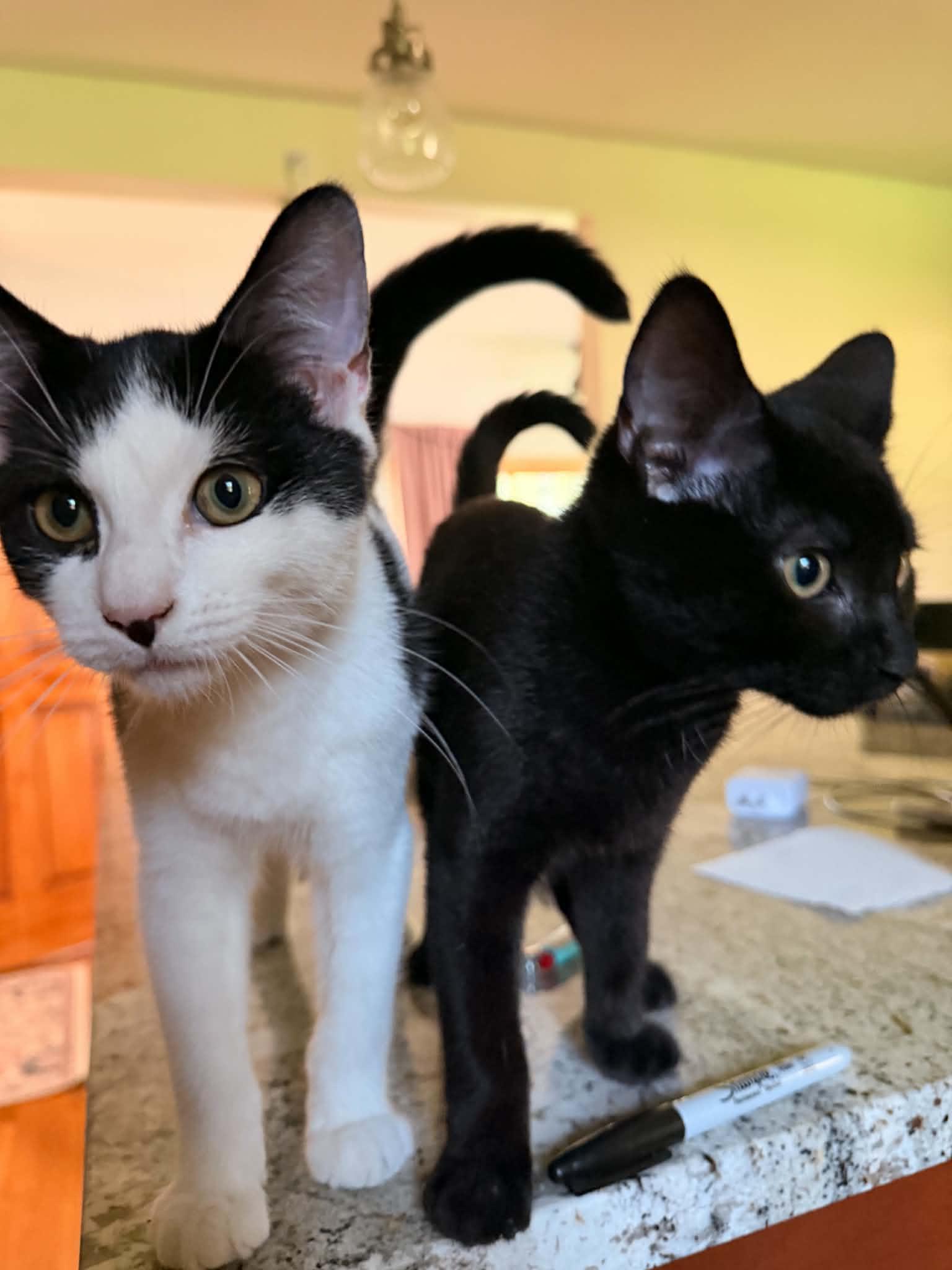 Enlarge Ace and Luffy, a Adoptable Domestic Short Hair in Belchertown, MA image 2/3