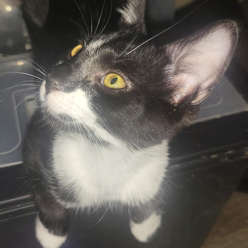 Enlarge F-LEMI, a Adoptable mixed breed in Arizona City, AZ image 1/1