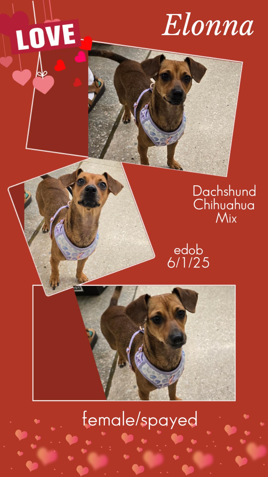 Elonna OR14224-Thw, Adoptable, Young Female Dachshund & Chihuahua.