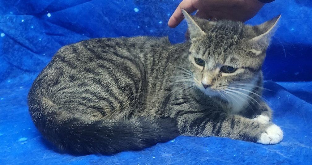 260364 Franny, a Adoptable Domestic Short Hair in Wetumpka, AL image 1/2