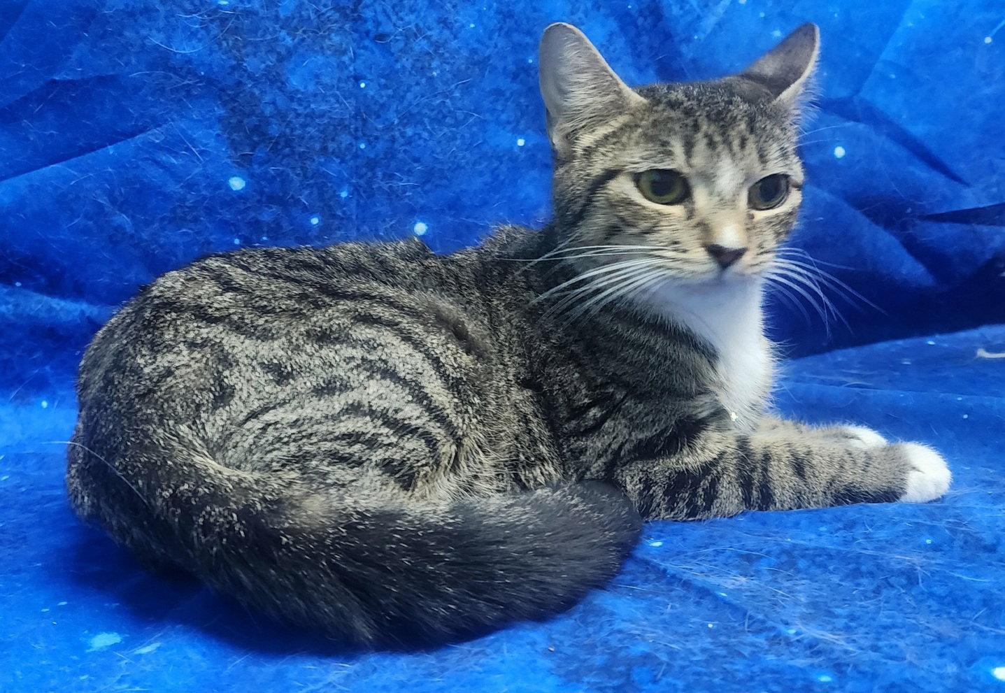 260364 Franny, Adoptable, Adult Female Domestic Short Hair.