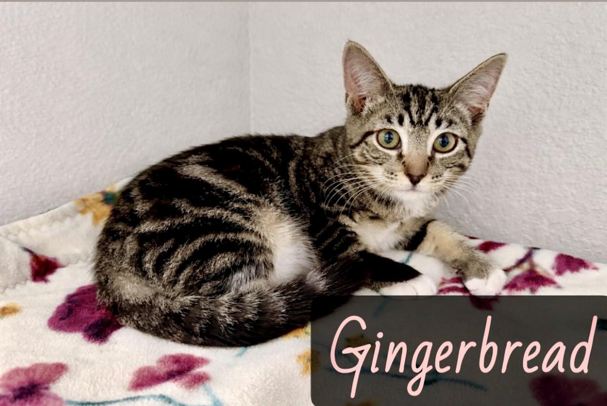 Gingerbread, Adoptable, Young Female Domestic Short Hair.