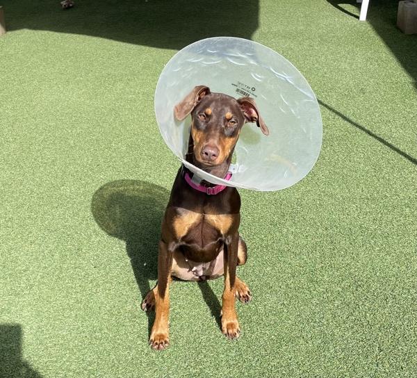 Rosi, a Adoptable mixed breed in El Cajon, CA image 1/2