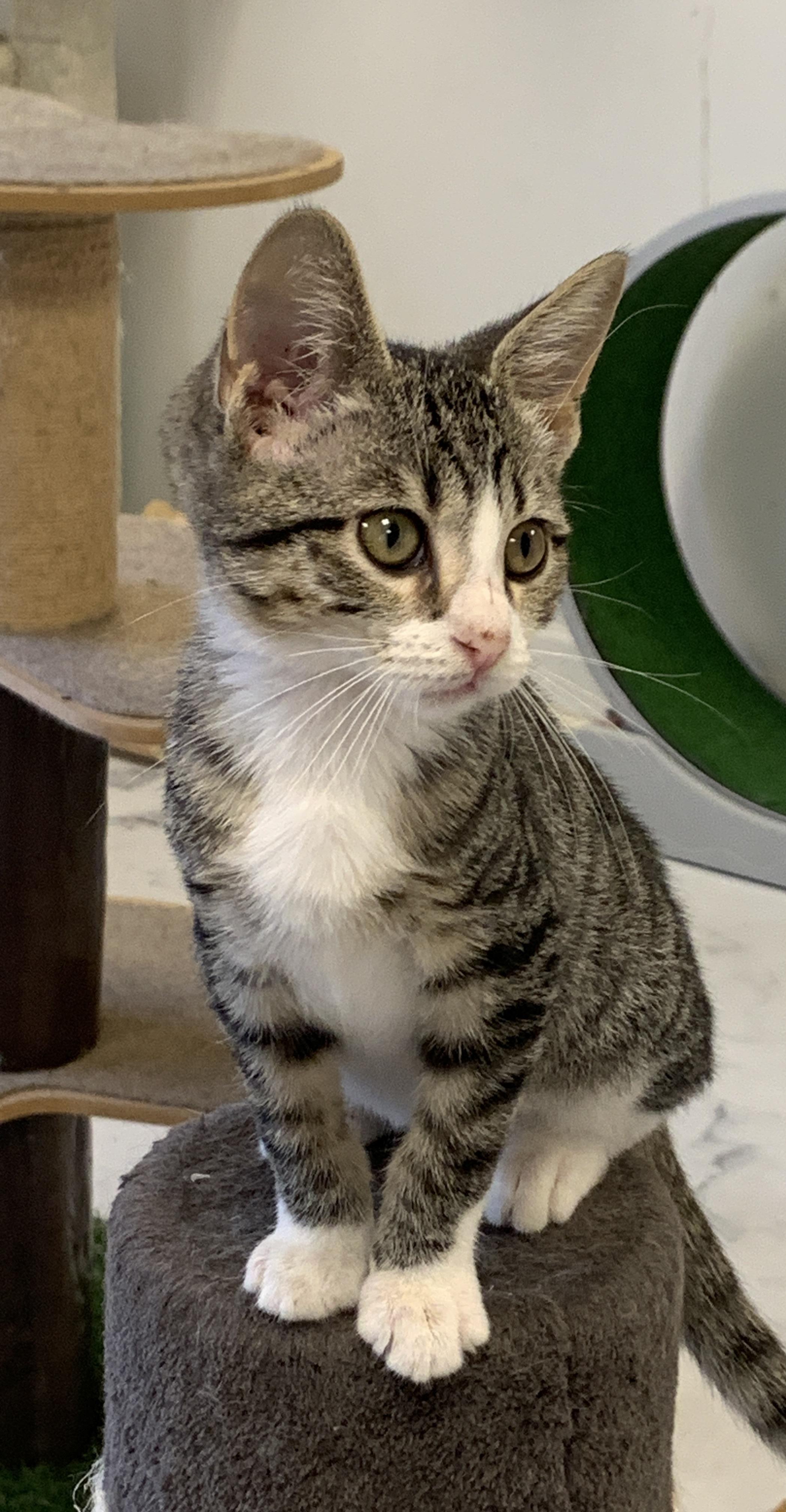 Dream, Adoptable, Young Male Domestic Short Hair.
