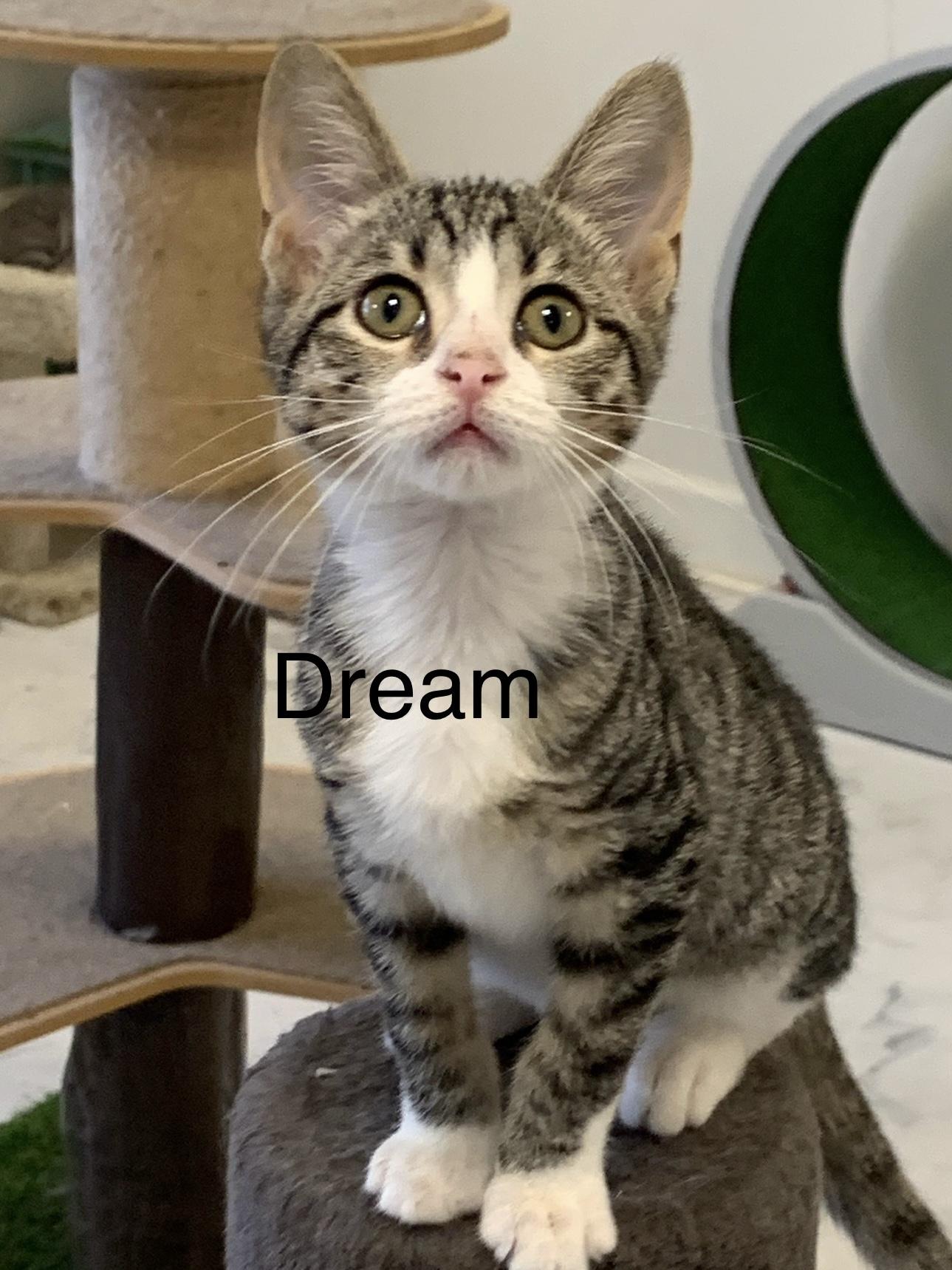 Enlarge Dream, a Adoptable Domestic Short Hair in Saint Charles, MO image 2/2