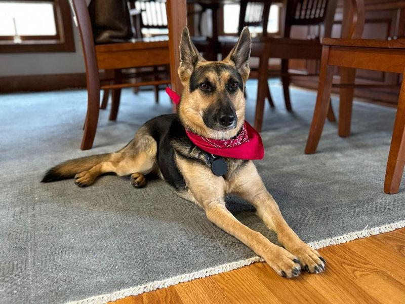 Piper Bridgitte, Adopted, Young Female German Shepherd Dog.
