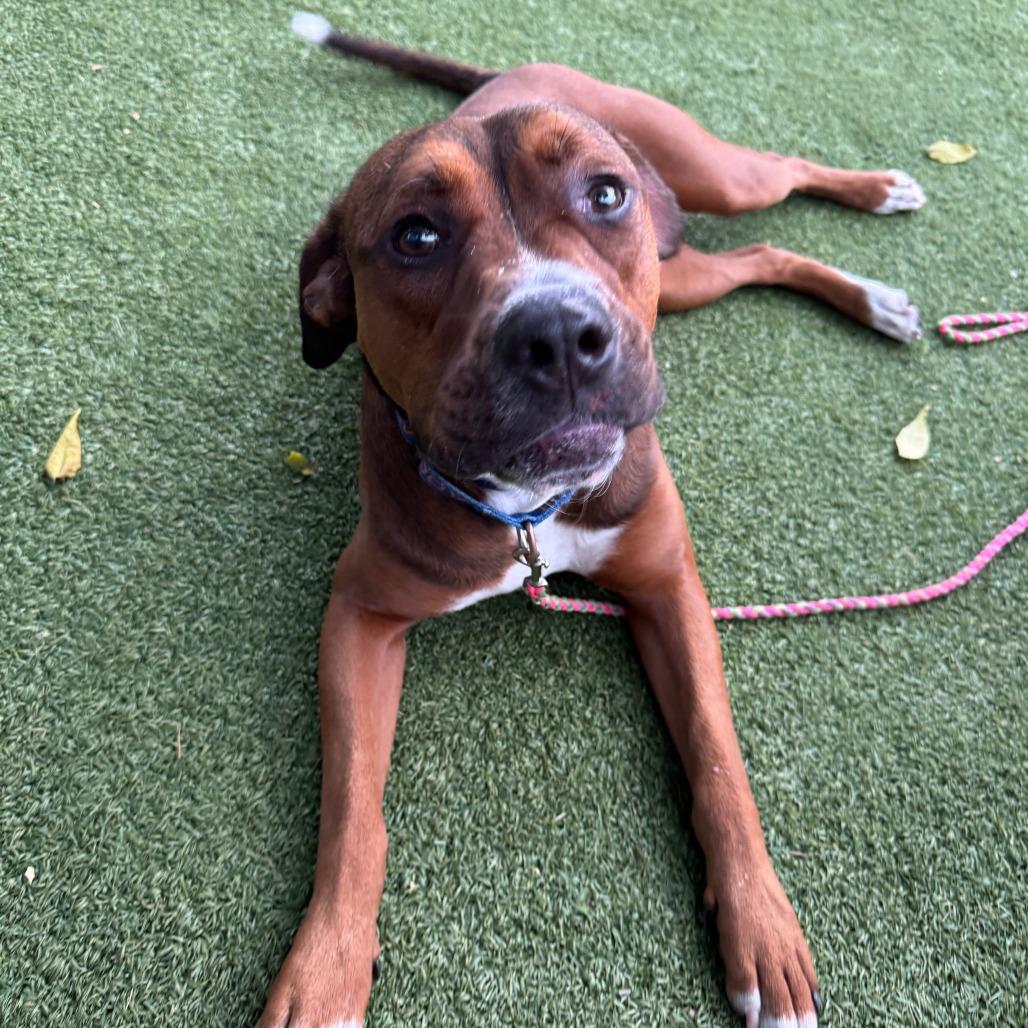 Buster, a Adoptable mixed breed in Chicago, IL image 1/6