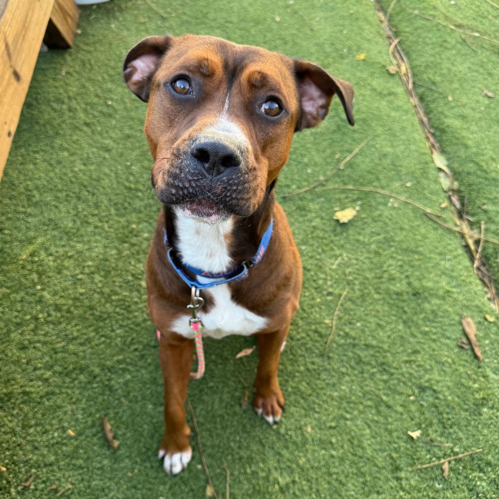 Buster, a Adoptable mixed breed in Chicago, IL image 2/6