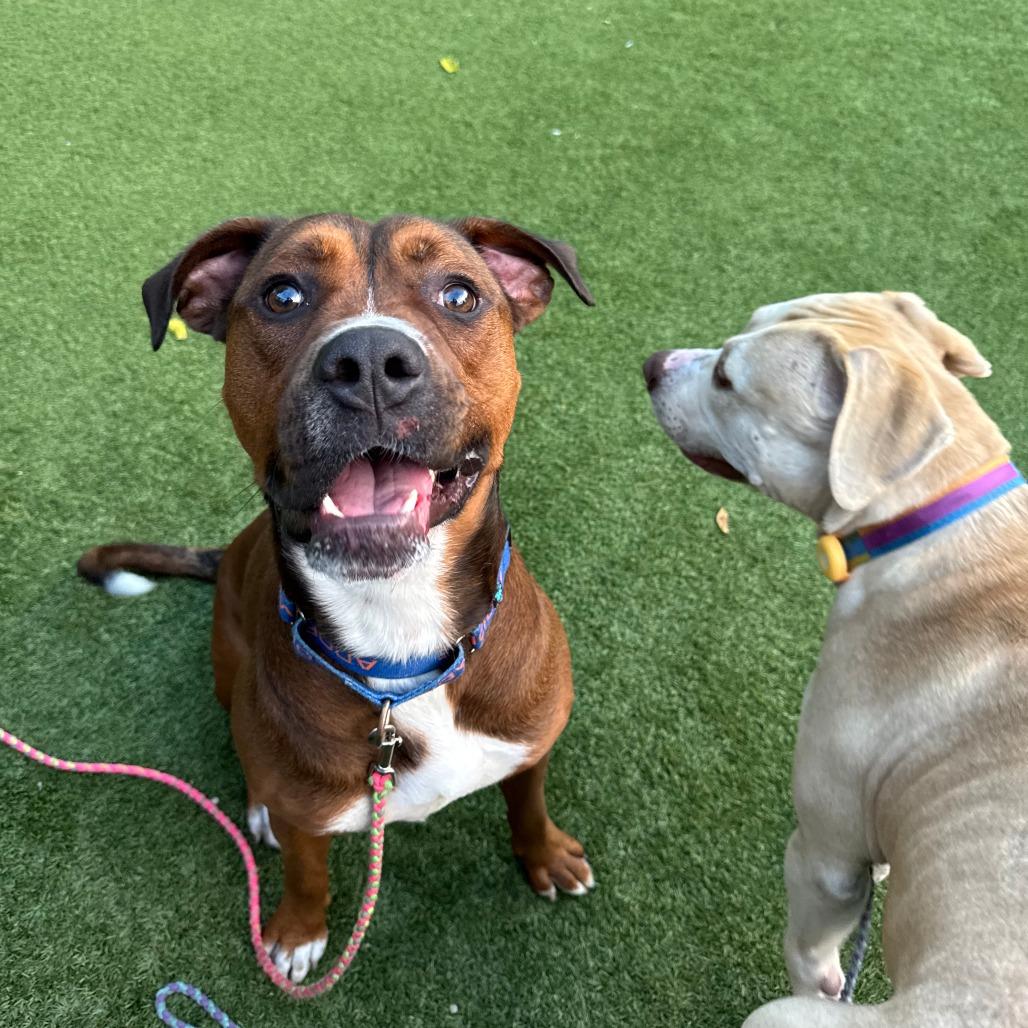 Buster, a Adoptable mixed breed in Chicago, IL image 3/6