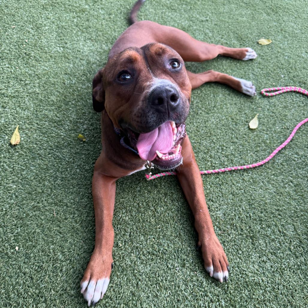 Buster, a Adoptable mixed breed in Chicago, IL image 4/6