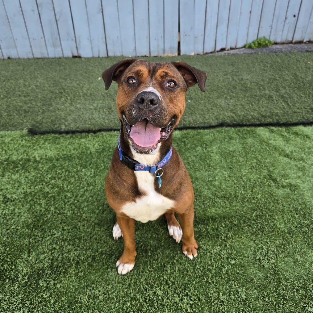 Buster, a Adoptable mixed breed in Chicago, IL image 6/6