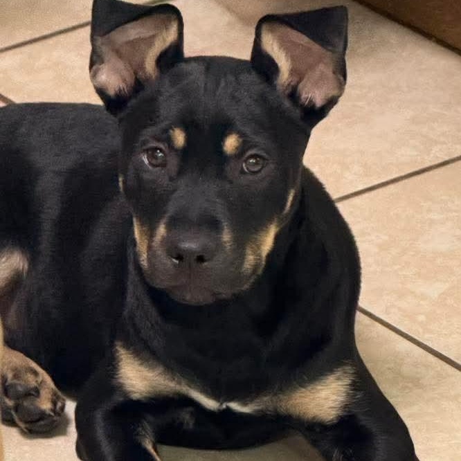 Enlarge Jade, a ADOPTABLE mixed breed in East Peoria, IL image 2/5