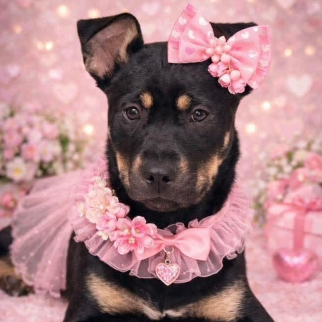 Enlarge Jade, a ADOPTABLE mixed breed in East Peoria, IL image 3/5