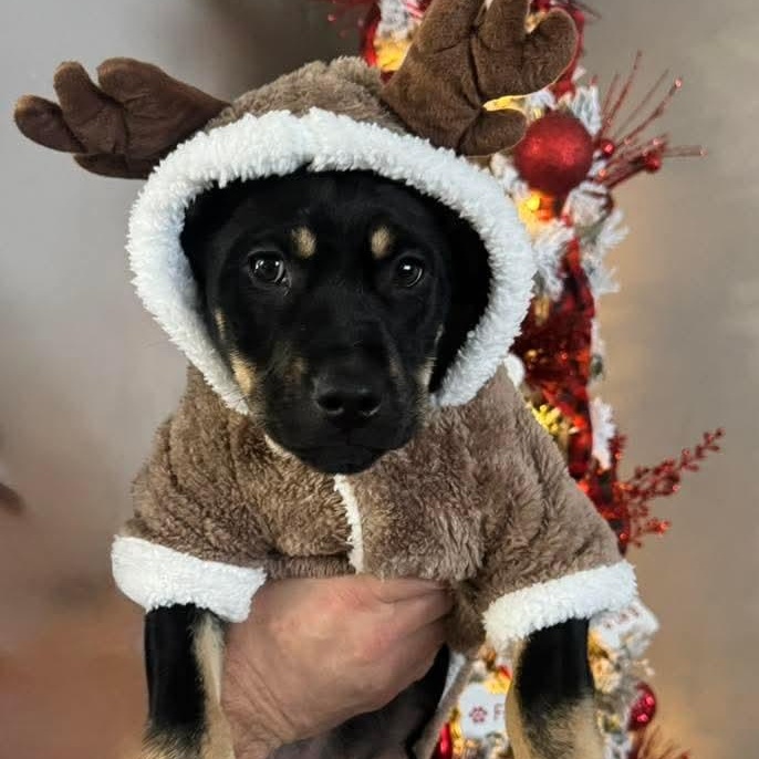 Enlarge Jade, a ADOPTABLE mixed breed in East Peoria, IL image 5/5