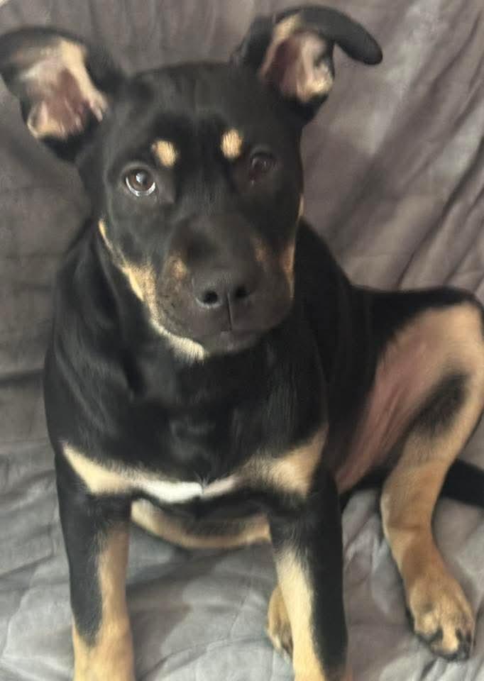 Enlarge Jade, a ADOPTABLE mixed breed in East Peoria, IL image 1/5