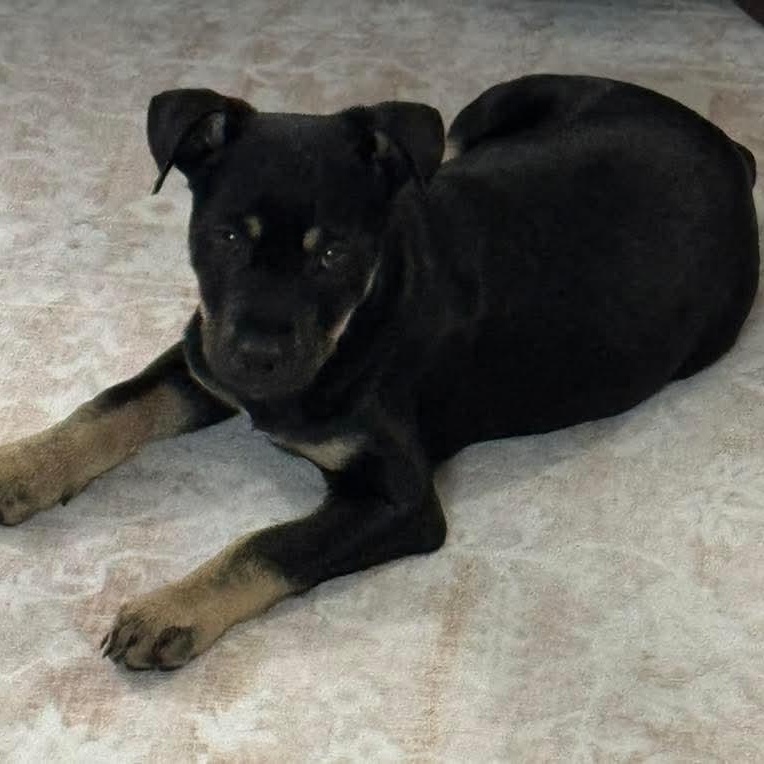 Enlarge Jade, a ADOPTABLE mixed breed in East Peoria, IL image 4/5