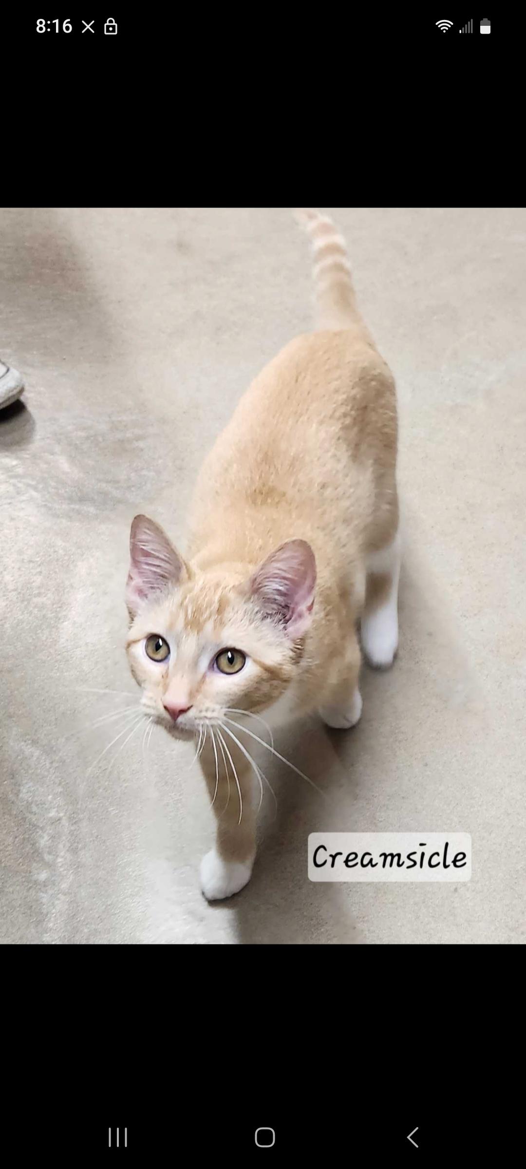 Creamsicle, a Adoptable Domestic Short Hair in Durand, WI image 1/2
