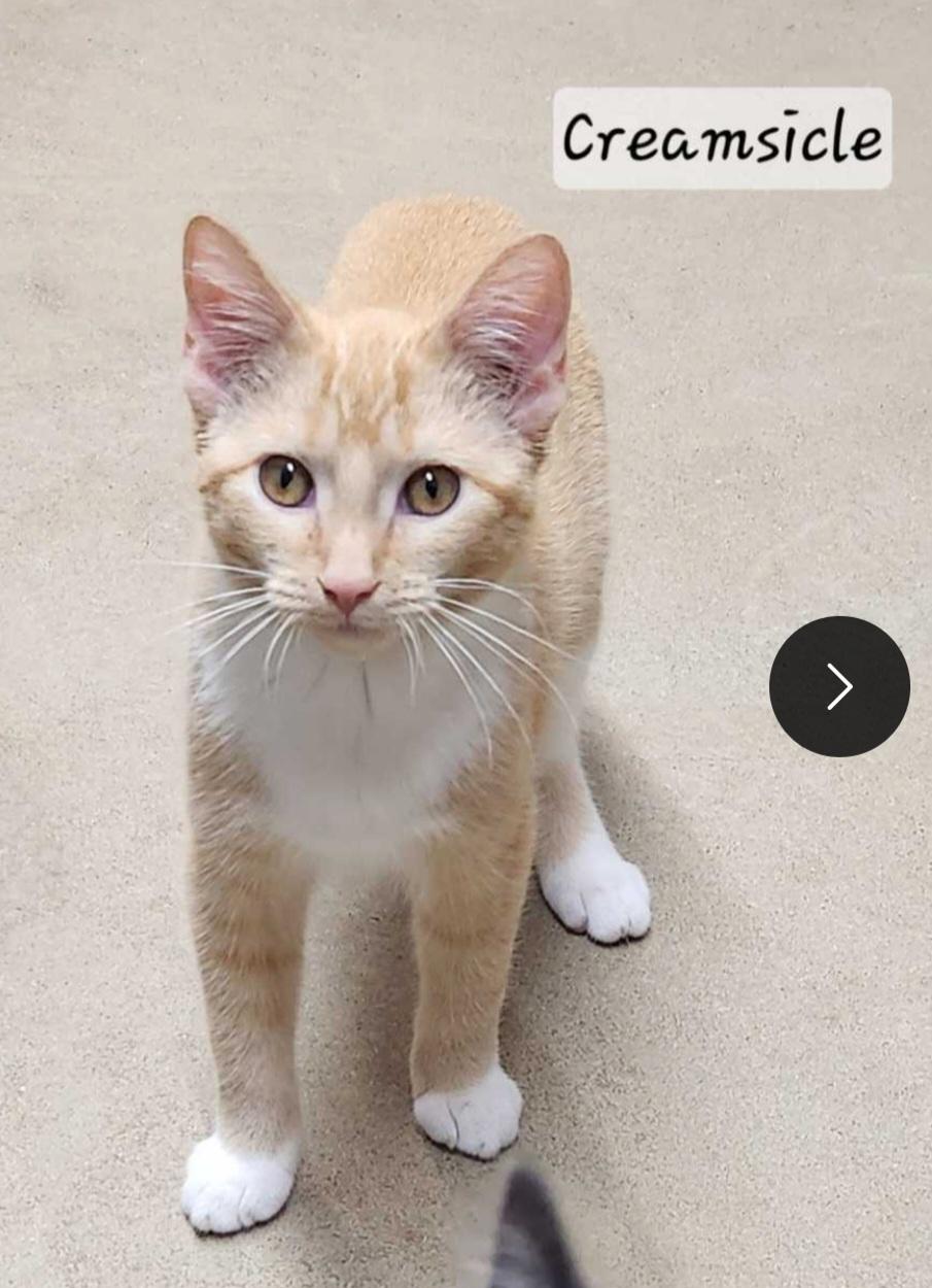 Creamsicle, a Adoptable Domestic Short Hair in Durand, WI image 2/2