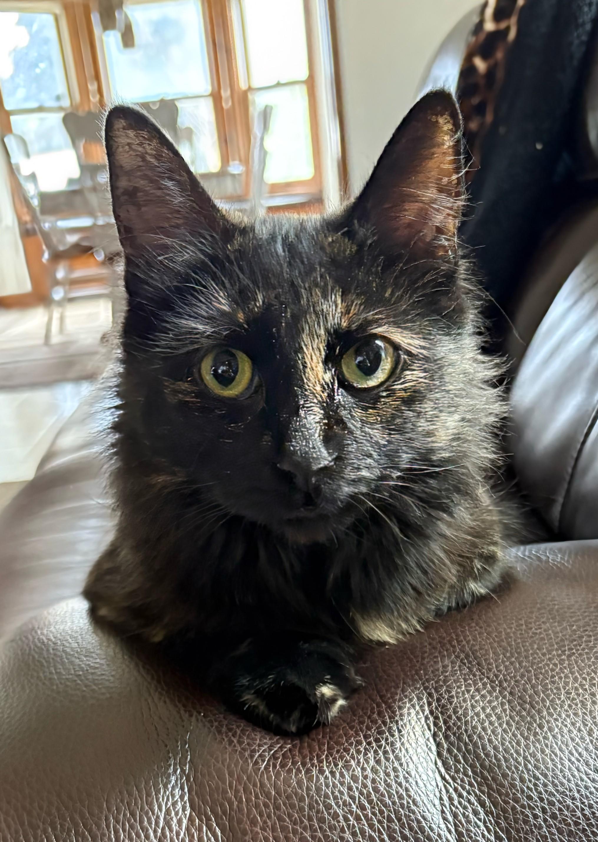 Kaleidoscope, a Adoptable Domestic Medium Hair in Hudsonville, MI image 3/6