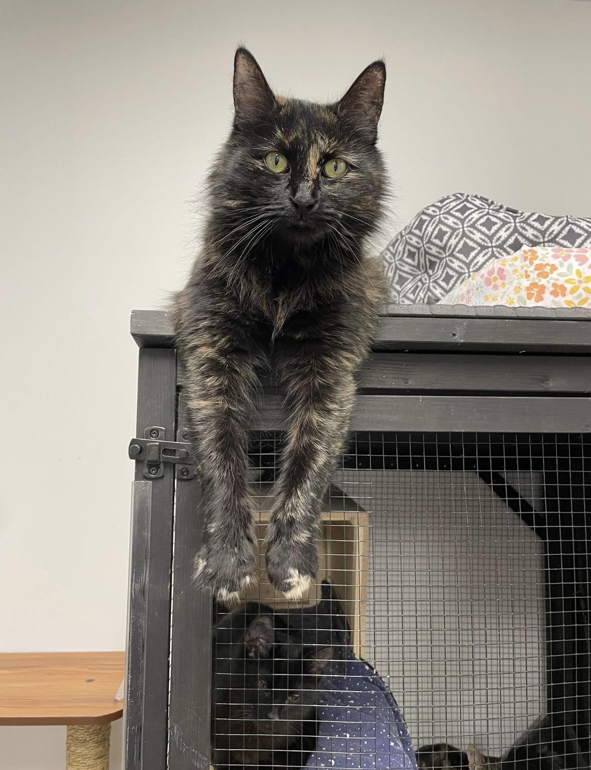 Kaleidoscope, Adoptable, Young Female Domestic Medium Hair.