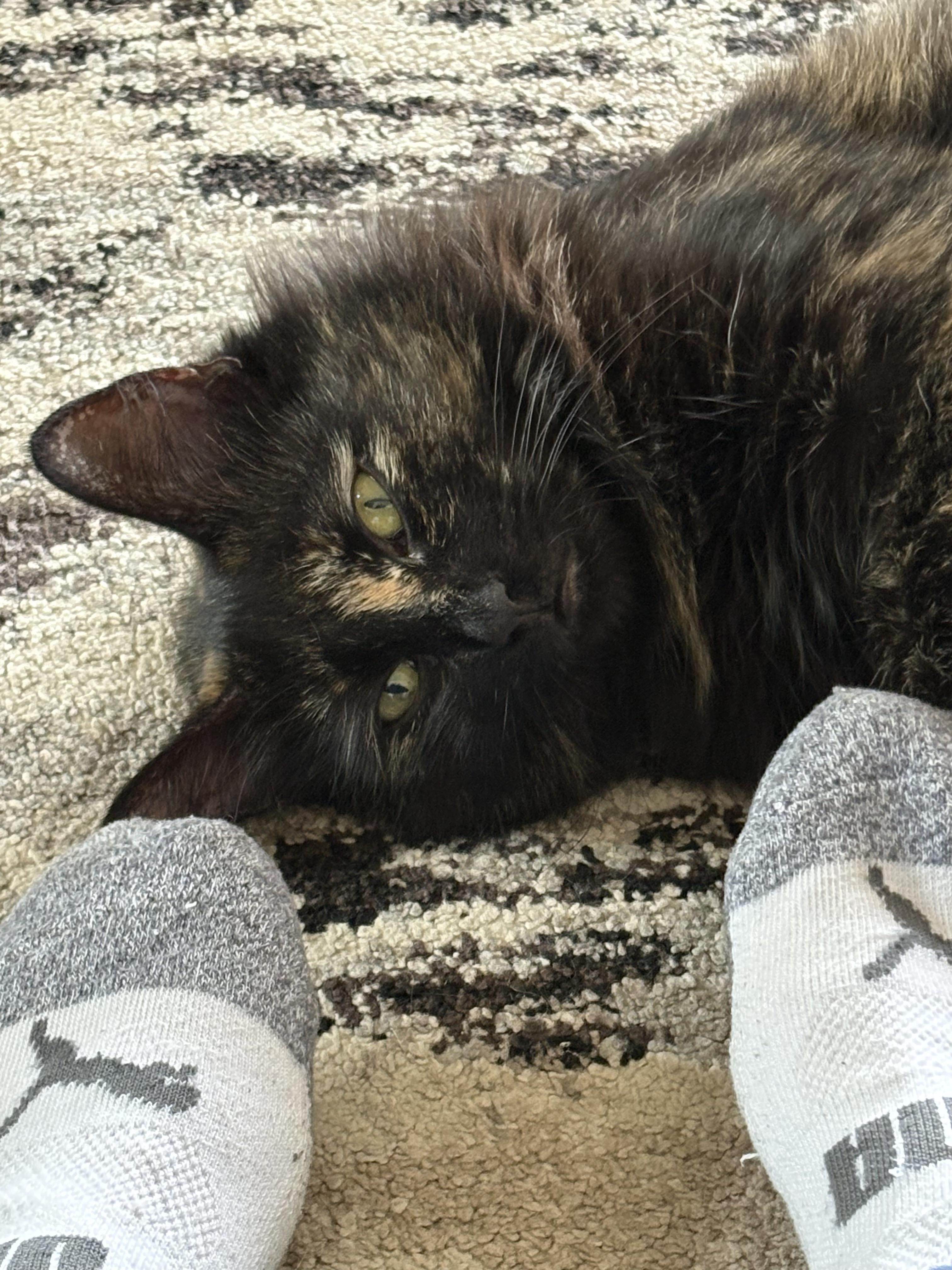 Kaleidoscope, a Adoptable Domestic Medium Hair in Hudsonville, MI image 4/6